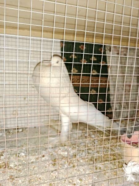 pouter and faintail for sale 2