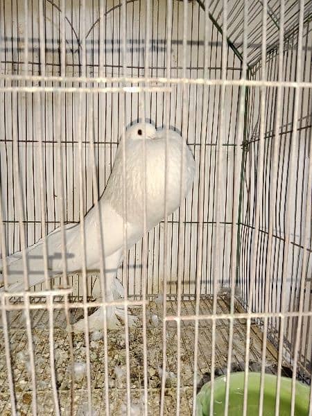 pouter and faintail for sale 4