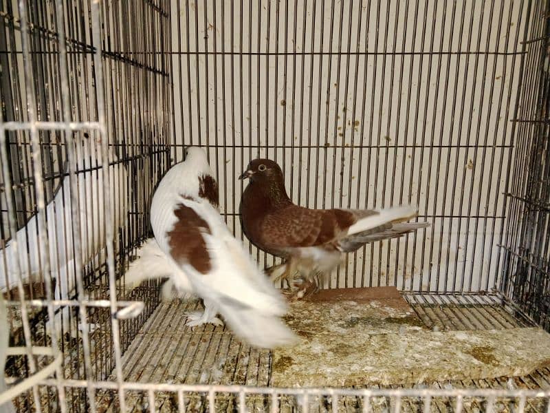 pouter and faintail for sale 5