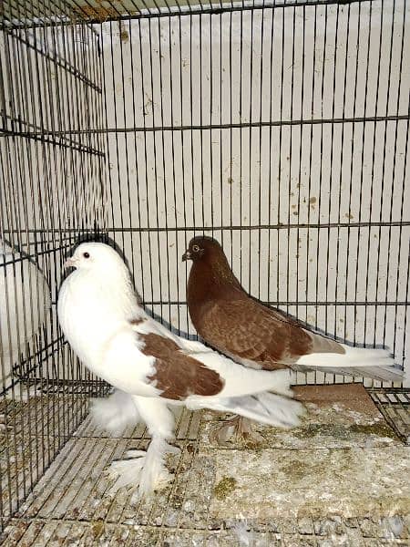 pouter and faintail for sale 7