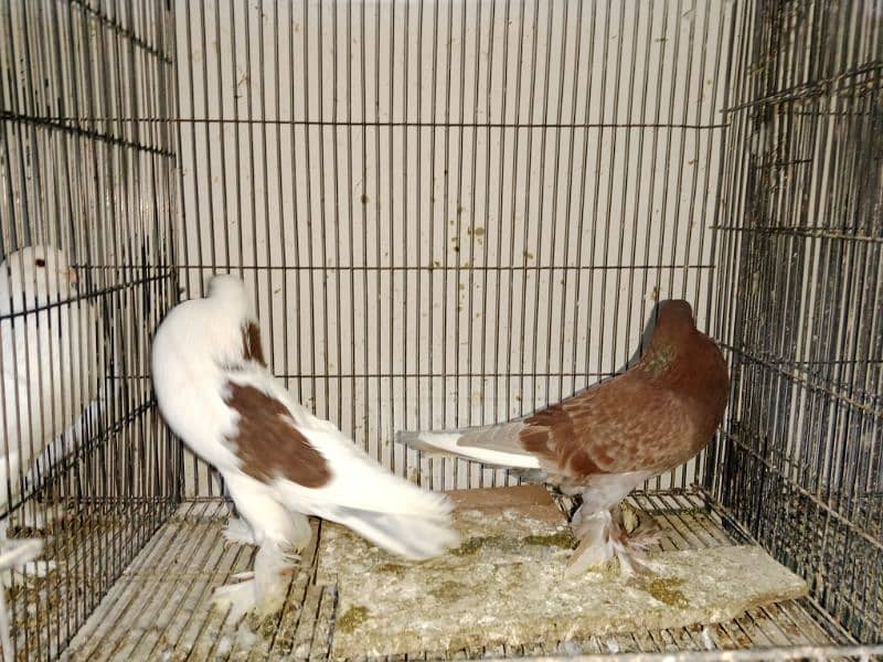 pouter and faintail for sale 11