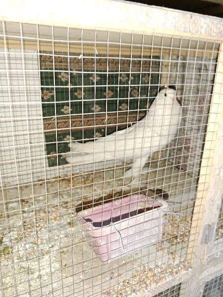 pouter and faintail for sale 12