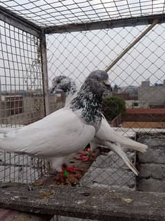 pure sialkoti pair for sale urgent no time for caring