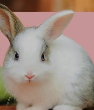 Beautiful rabit bunny 0