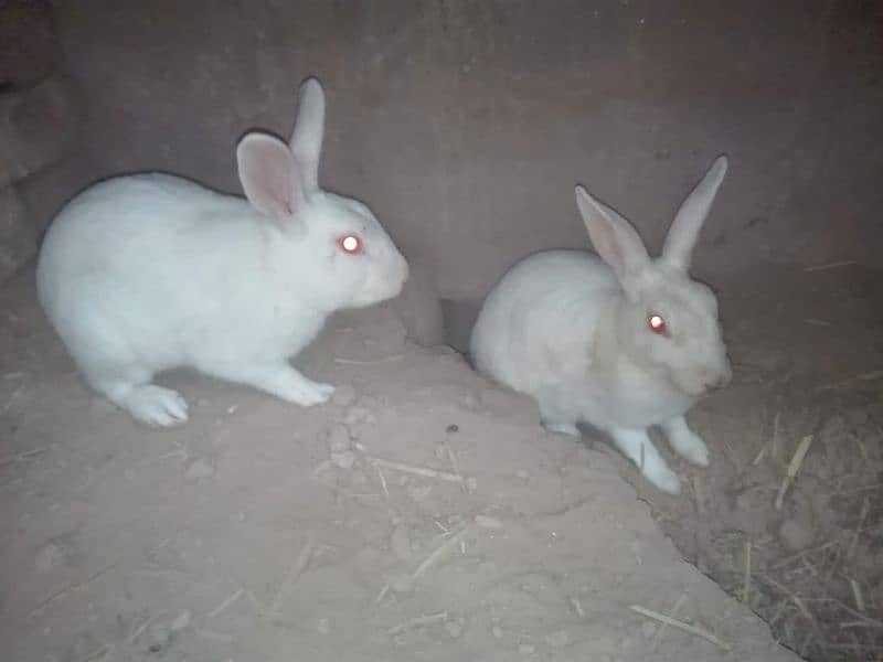 Red eyes rabbits piar 1