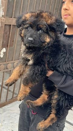 Jarman safed sale dog olx