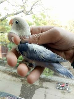 love bird Blue fishri split ino female for sale