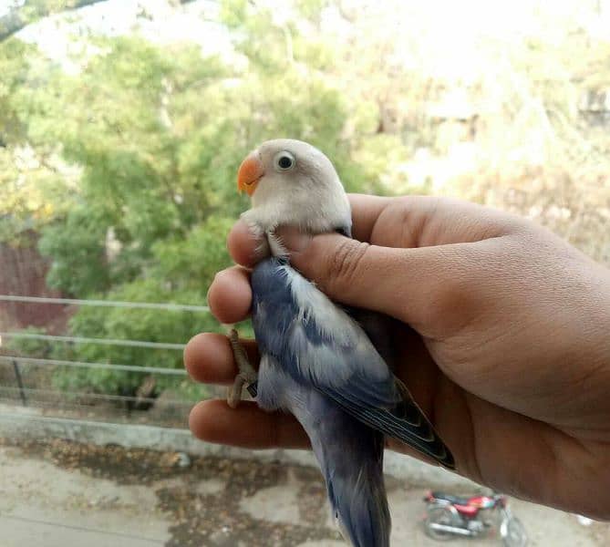 love bird Blue fishri split ino female for sale 1