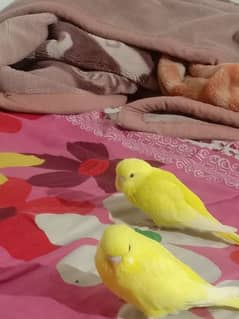 3 Red eyes budgies 0