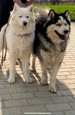 siberian huskeys (pair]