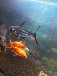Fish aquarium sales on urgent basis