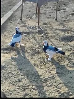 Fancy pigeons