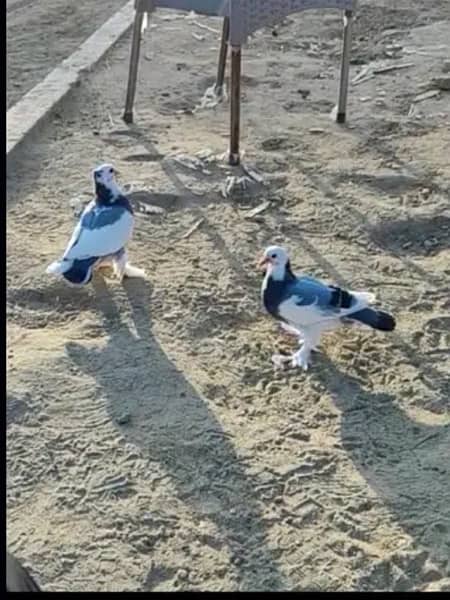 Fancy pigeons 0