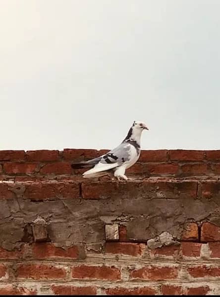 Fancy pigeons 1