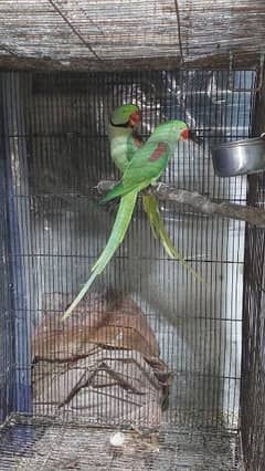 sun conure Kashmir tota silver java bredar pair