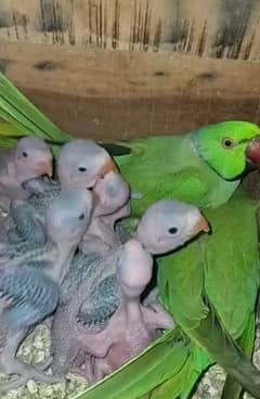 Talking Parrot Chicks