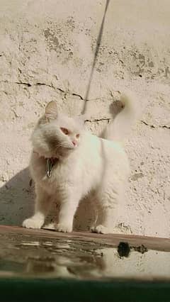 Persian Double Coated Female pregnant Cat