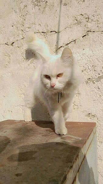 Persian Double Coated Female pregnant Cat 3