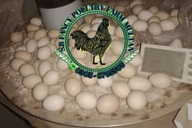 ayam Cemani eggs and chicks 0