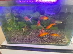 aquarium with goldfish and bluegourami