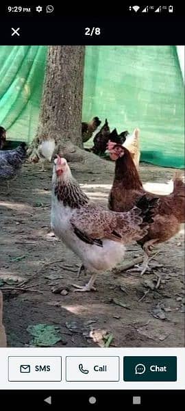 Dasi female layer hens for sale 0