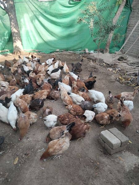 Dasi female layer hens for sale 1