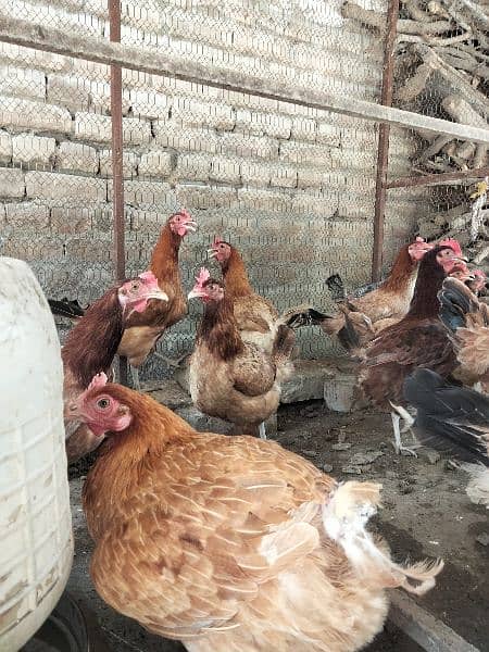 Dasi female layer hens for sale 2
