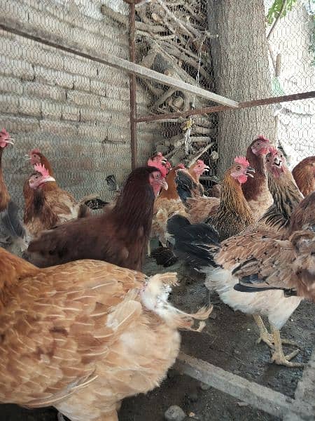 Dasi female layer hens for sale 3