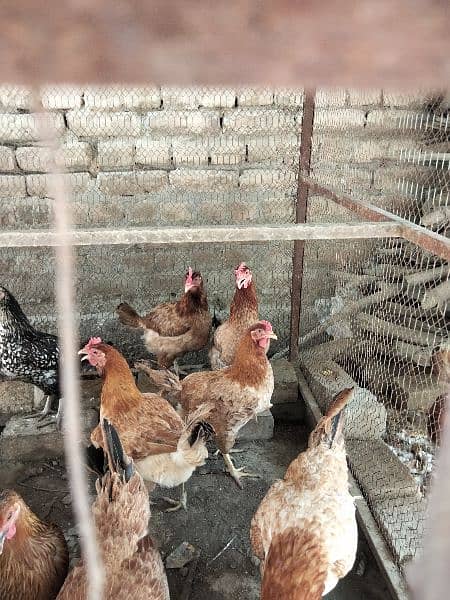 Dasi female layer hens for sale 4