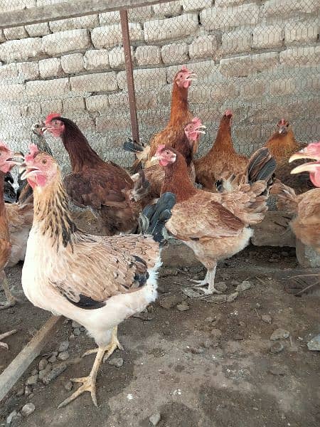Dasi female layer hens for sale 5
