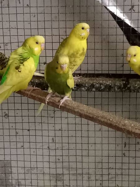 Australian Parrots 2