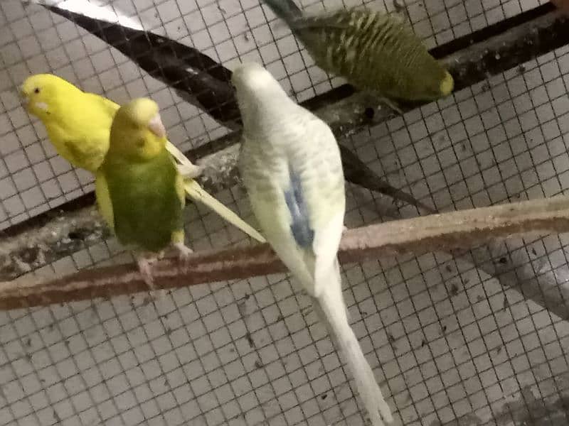 Australian Parrots 5
