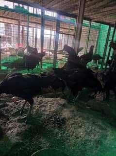 Chicks | Heera | Thai | Dragon | Shamoo | Shamo  | Hera | Qadri Birds