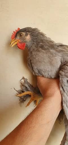 Isabel brahma Beautiful breed - Fancy Chicken Breeds