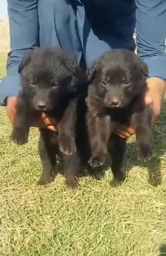 black shepherd pair  45 day for sale