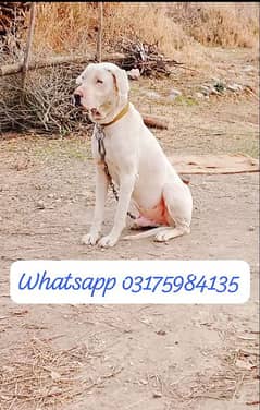 Olx dogs online for sale