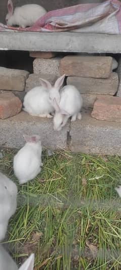 Beautiful white bunnies for sale 0