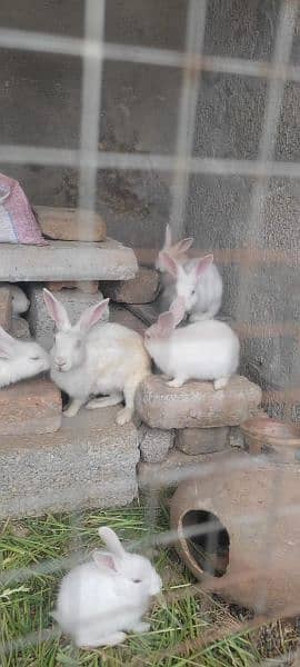 Beautiful white bunnies for sale 1