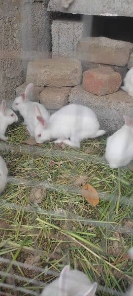 Beautiful white bunnies for sale 2