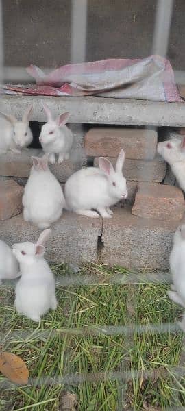 Beautiful white bunnies for sale 3
