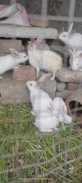 Beautiful white bunnies for sale 4