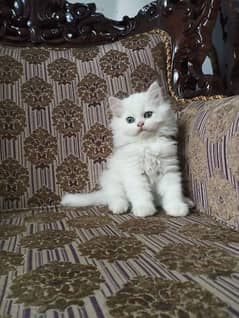 Persian Kittens & Cats Whole Sale Prices 0