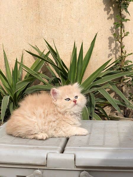 Persian Kittens & Cats Whole Sale Prices 1