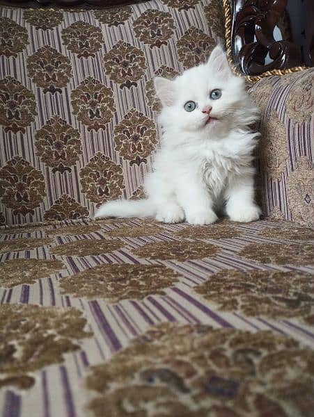 Persian Kittens & Cats Whole Sale Prices 2