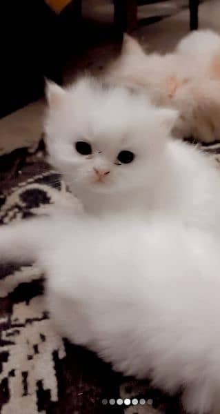 Persian Kittens & Cats Whole Sale Prices 3