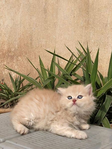 Persian Kittens & Cats Whole Sale Prices 4