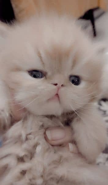 Persian Kittens & Cats Whole Sale Prices 6