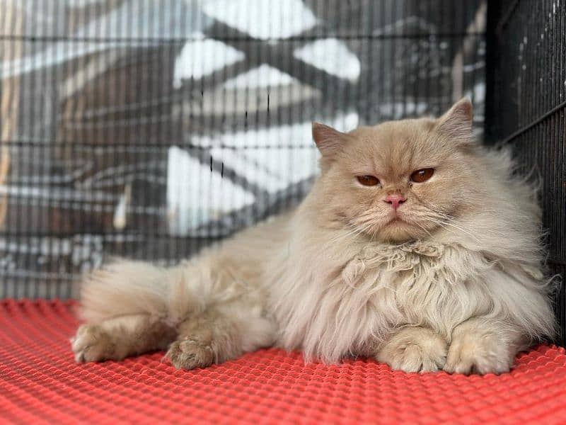 Persian Kittens & Cats Whole Sale Prices 8