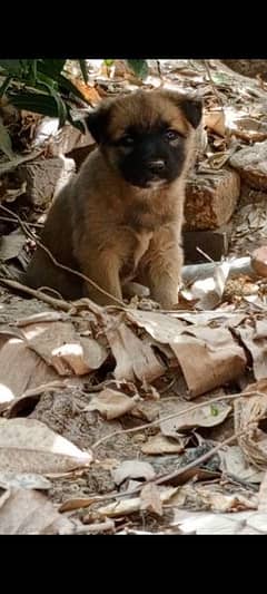 Belgian malinois hot sale for sale olx