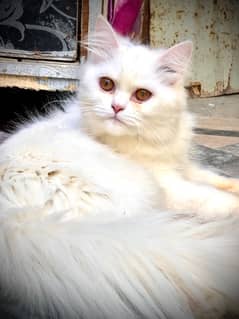 Persian Cats Male & Female 0